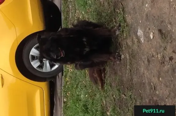 Найдена черная собака на Исаковского 6к1