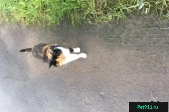 Найдена кошка в Солнечногорском р-не, ищем хозяев!