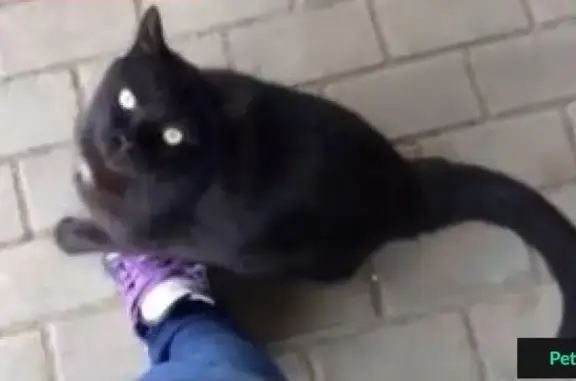 Пропал кот с белесым пятнышком в Немецкой Деревне, Краснодар
