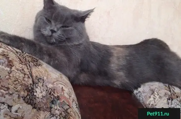 Пропала серая кошка в Уфимском районе, вознаграждение гарантировано!