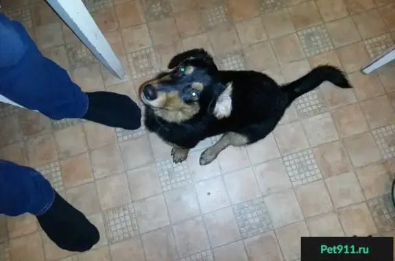 Найдена собака в Архангельске, утерянная возле ТЦ Титан Арена