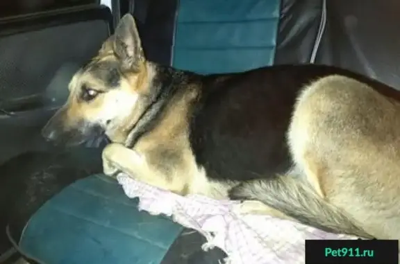 Найдена собака в Люблино, адрес на Московской аллее