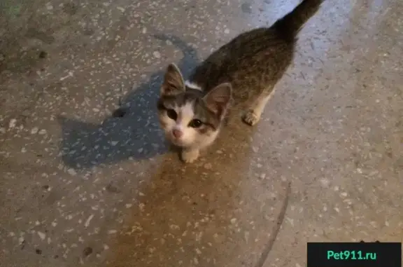 Найдена кошка на улице Завенягина в Магнитогорске