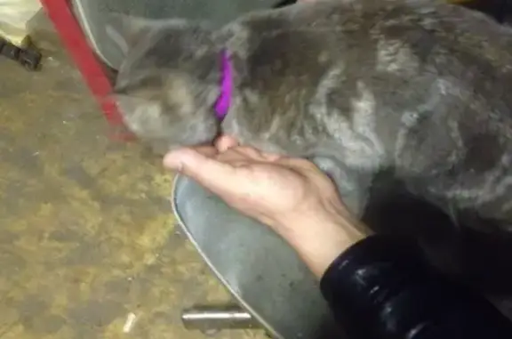 Найден котик на ул. Академика Варги в Москве