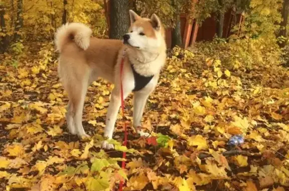 Потерянные животные Балаково, фото: Пропала собака в районе 