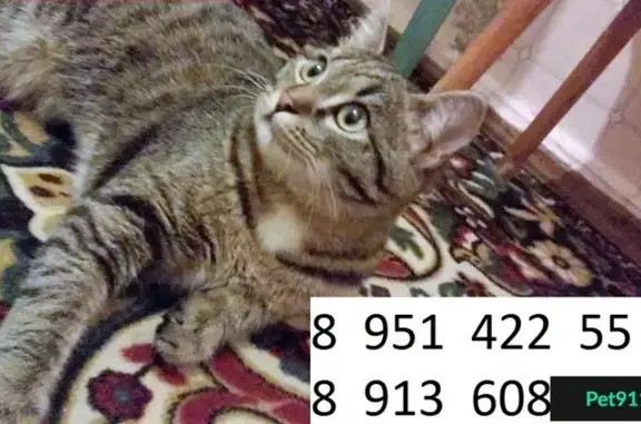 Пропал серо-полосатый кот в Осташково, вознаграждение