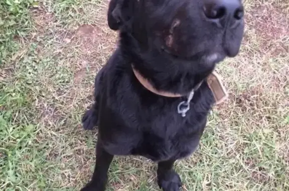 Собака найдена в Котельниче, Кировская область