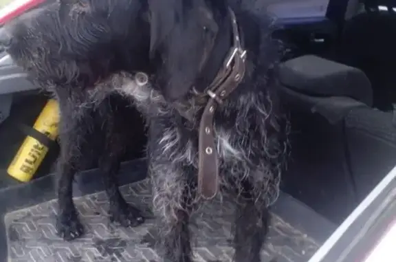 Найдена собака в деревне Иванцево, Семеновское