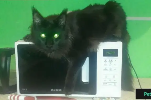 Кошки потеряшки, посёлок Телецентр, фото: Потеряшка кот Бумер в районе Братской больницы!