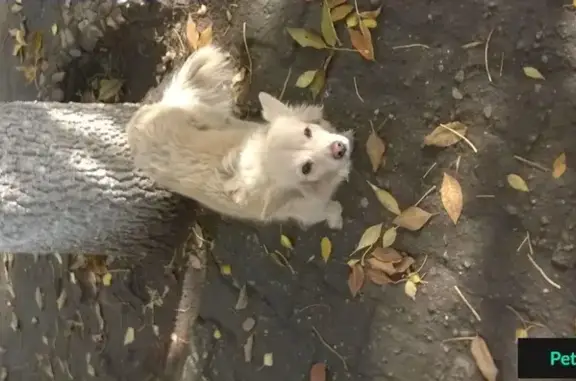 Найден пес на улице Ухтомского, г. Уфа