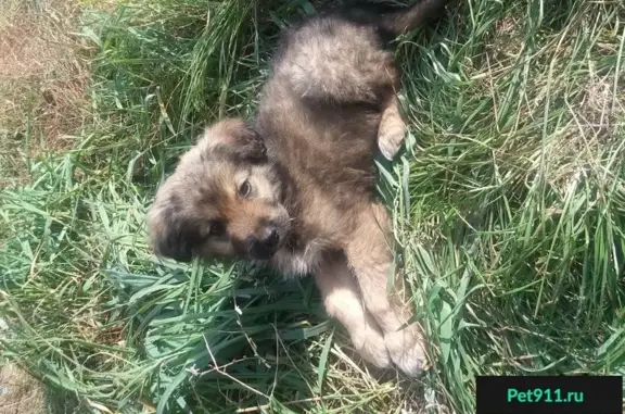 Пропал щенок в Чите, вознаграждение за находку