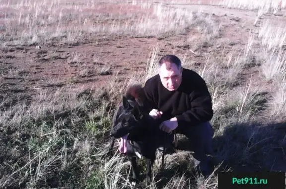 Пропала собака Мухтар на дачах Зяба, Иркутская область.