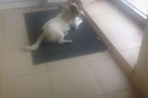 Найдена собака в Липецке, ищем хозяина!