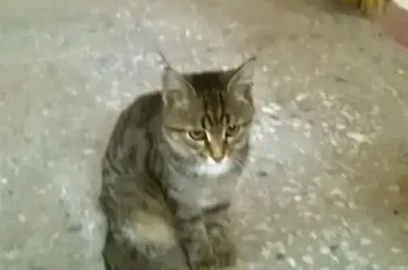 Ухоженная кошка найдена на Коммунистической 89