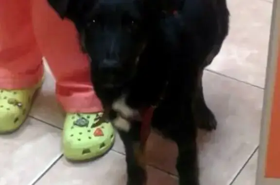 Найден щенок в красной шлейке на электричке из Балашихи в Москву