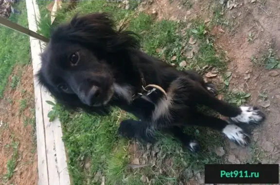 Найдена активная собака в Балашихе