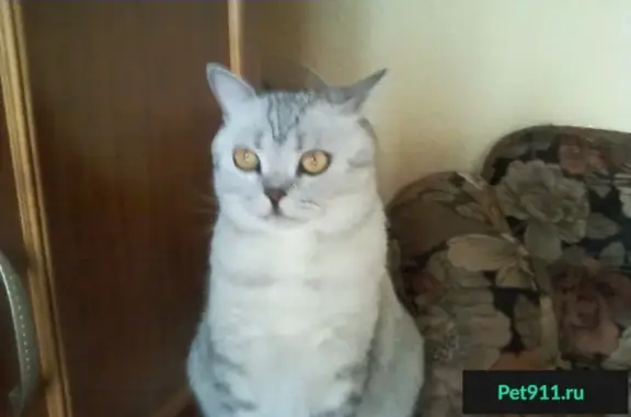 Найден кот шотландец в Костроме