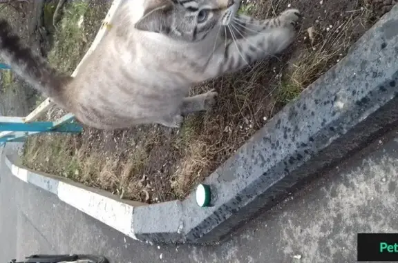 Найден голубоглазый кот на Нахимовском проспекте, ищу хозяев.