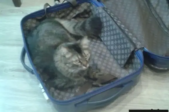 Пропала кошка по адресу Аэродромная д.1, Москва