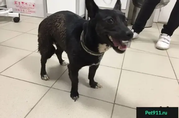 Найдена собака в Нижнекамске на Строителей