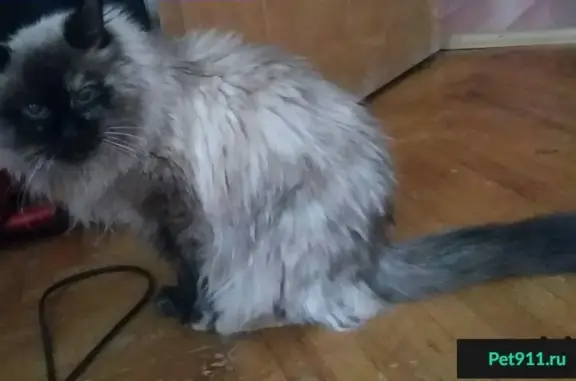 Найдена кошка в районе Фили-Давыдково, метро Славянский бульвар