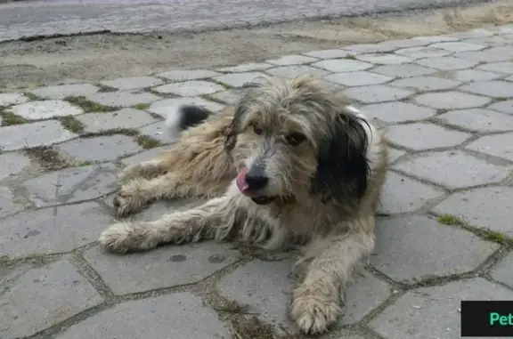 Найдена собака в деревне Бородино!