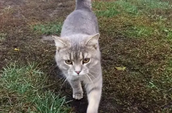 Потерян британский кот в Н. Новгороде