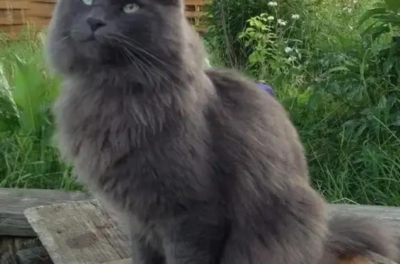 Пропал серый кот в Дмитровском районе