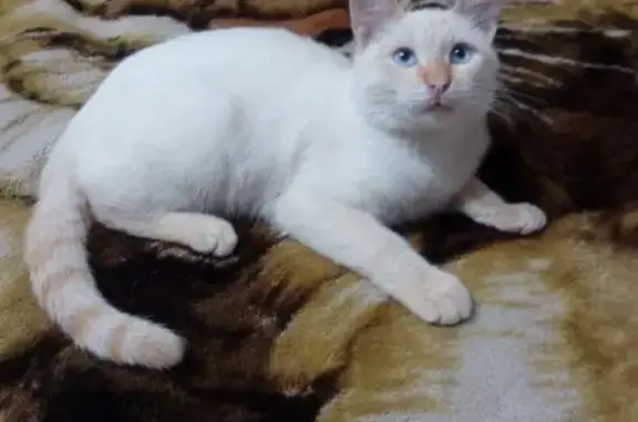 Найден молодой котик в районе Аптеки на ул. Кронштадтской-2
