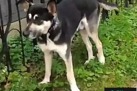 Найдена собака в Нижнем Новгороде, ищут новых или прежних хозяев.