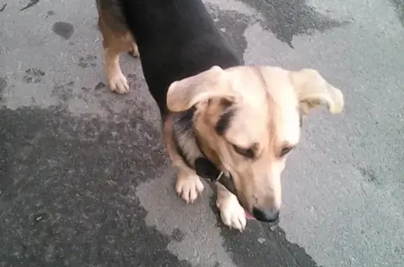 Найдена дружелюбная собака на улице Лепешинского, 161
