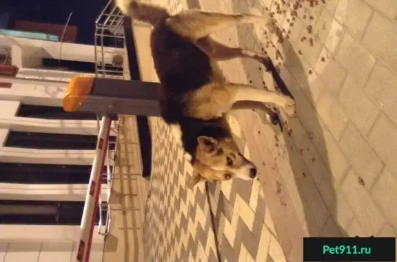Найдена собака в Краснодаре, похожая на хаски