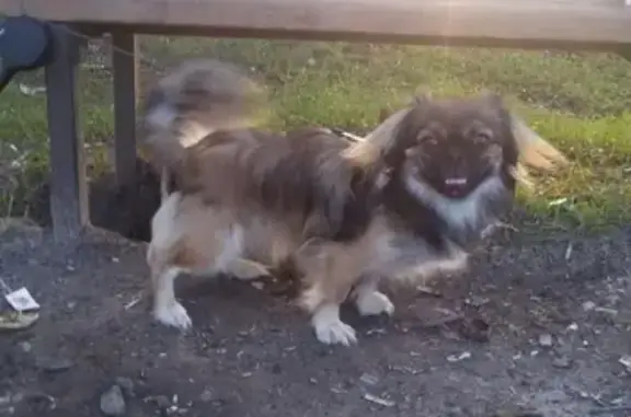 Пропала собака в Супонево, ищем Миру!