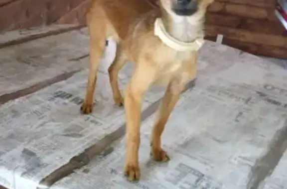 Пропала собака БОНЯ в Рижском районе, вознаграждение 10000.