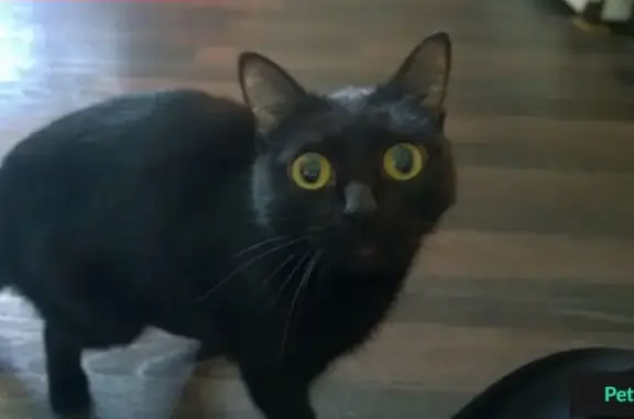 Пропала черная кошка на ул. Новороссийская