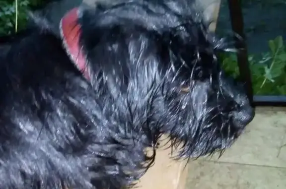 Пропала черная собака на улице Дачной, Архангельск