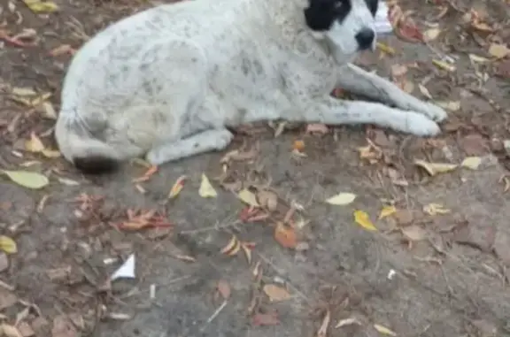 Найдена собака на ул. Чкалова, Нижний Новгород