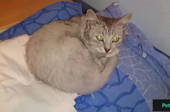 Найдена кошка на ул. Усть-Курдюмская