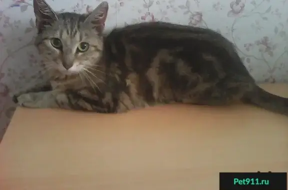 Найдена кошка в Подольске (район 18 школа и виадук)