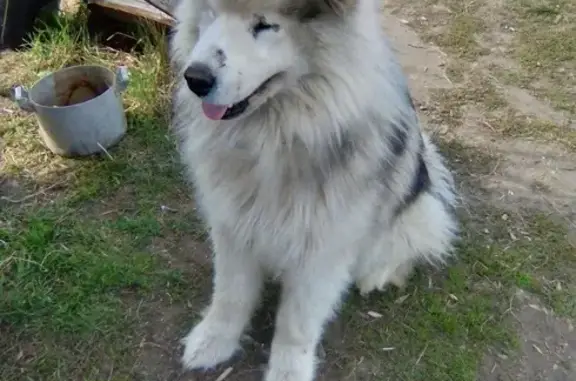 Ухоженная собака найдена в д. Дубровка, Зеленодольск, Республика Татарстан