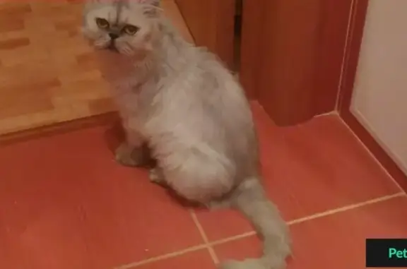 Пропала персидская кошка на улице Сахалинской