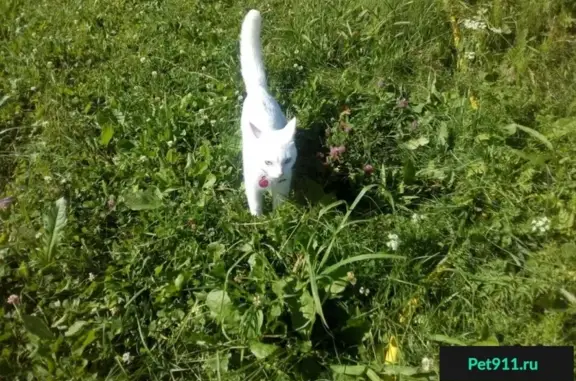 Кошки потеряшки, ДНП Грибово, фото: Потеряшка альбиносная кошка в ДНП Грибово, вознаграждение!
