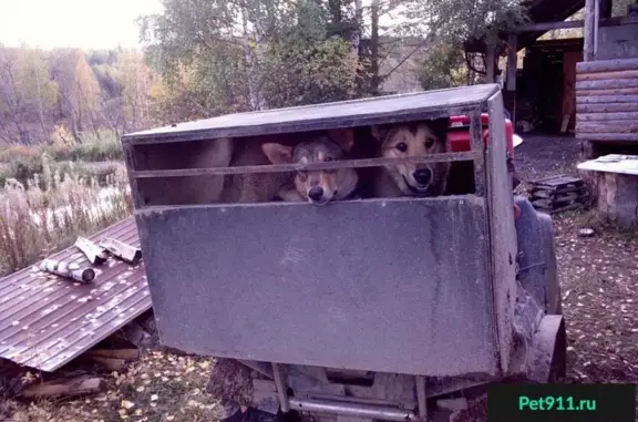 Пропали два кобеля западно сибирской лайки в Ильмовке и Гусевке