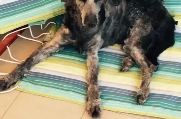 Собаки потеряшки, Междуреченск, фото: Потеряшка собака Герда в СНТ Лада, Ступинский район