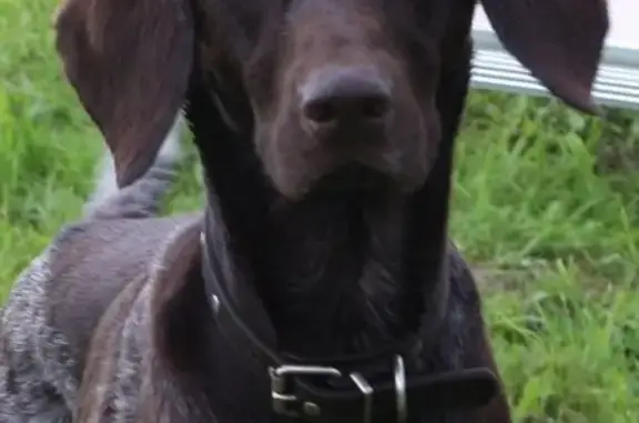Пропала собака в Кашинском районе, порода ДРАТХААР, кличка КЕЛЬТ