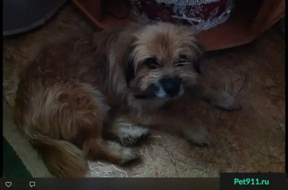 Пропала собака Кекс со двора на Пушкина 9, Брянск