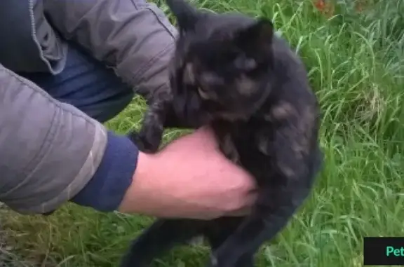 Найдена кошка в Леоново, Истринский район