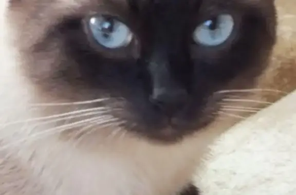 Найден кот в Ульяновске, просьба обратить внимание