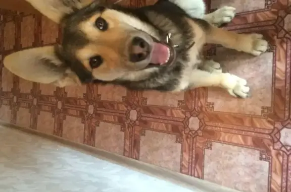 Найдена собака БАЛТО, ищет новый дом в Красноярске (адрес: ул. Терешковой, 16)