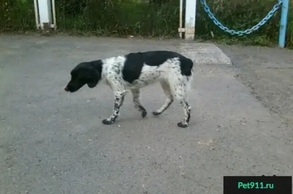 Собака без ошейника найдена в Красноярске на улице Водопьянова, 7А